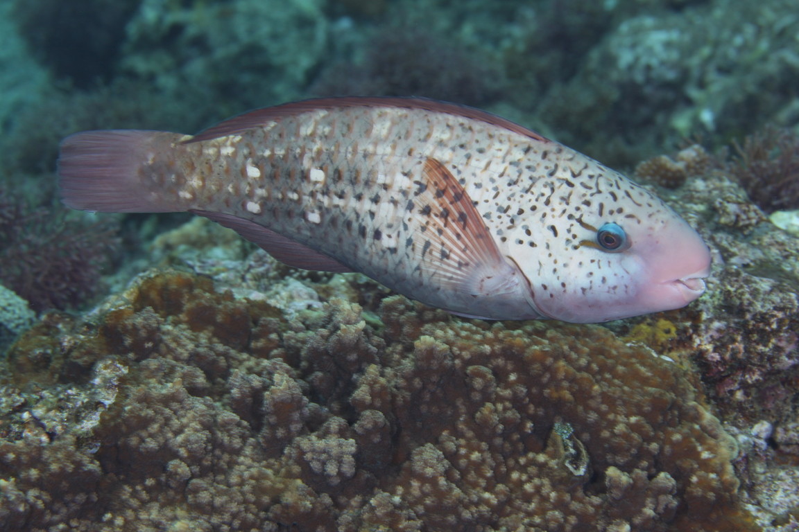 白斑鸚哥魚(雌)