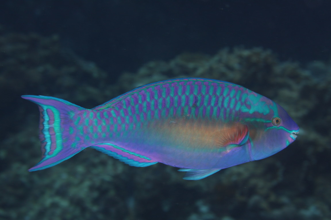 藍臀鸚哥魚