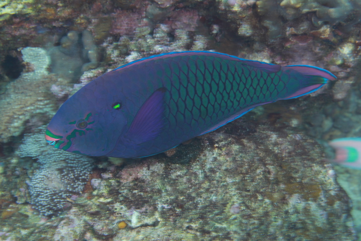 頸斑鸚哥魚