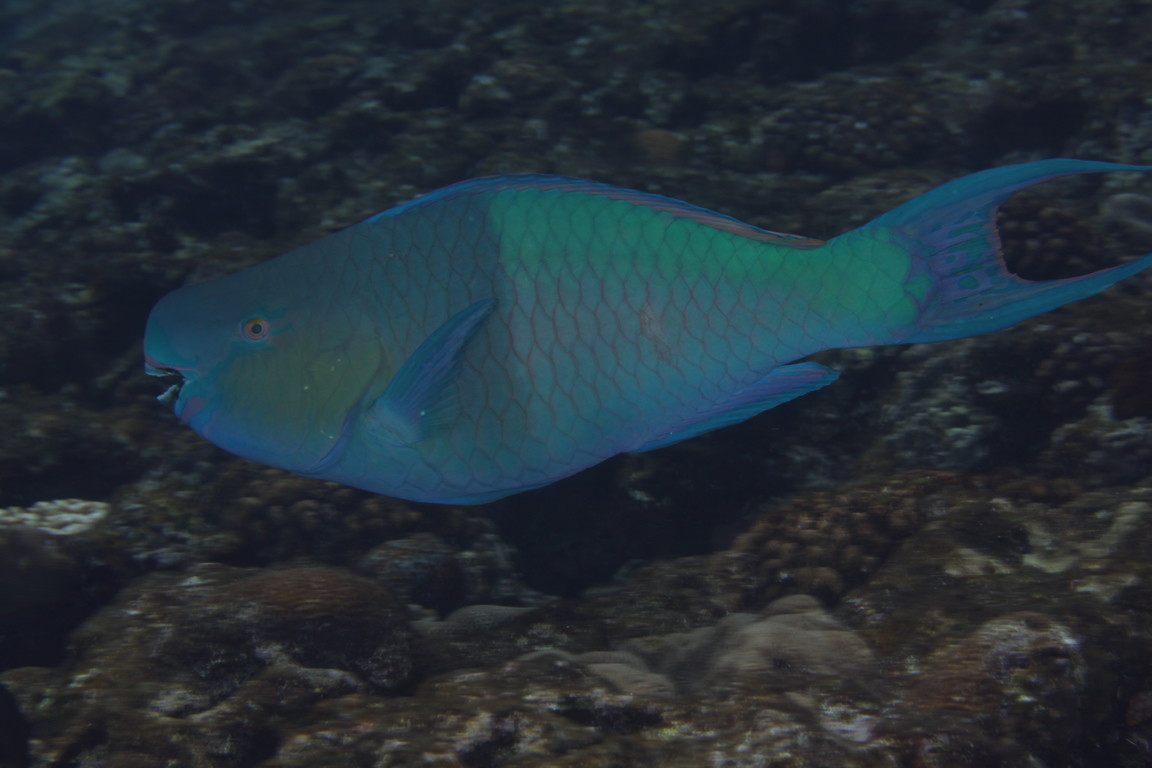 紅紫鸚哥魚(雄)