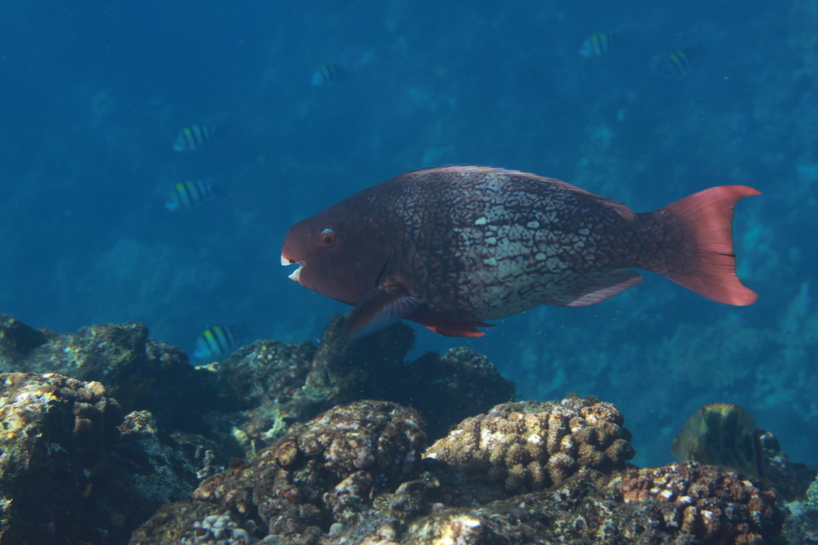 紅紫鸚哥魚(雌)