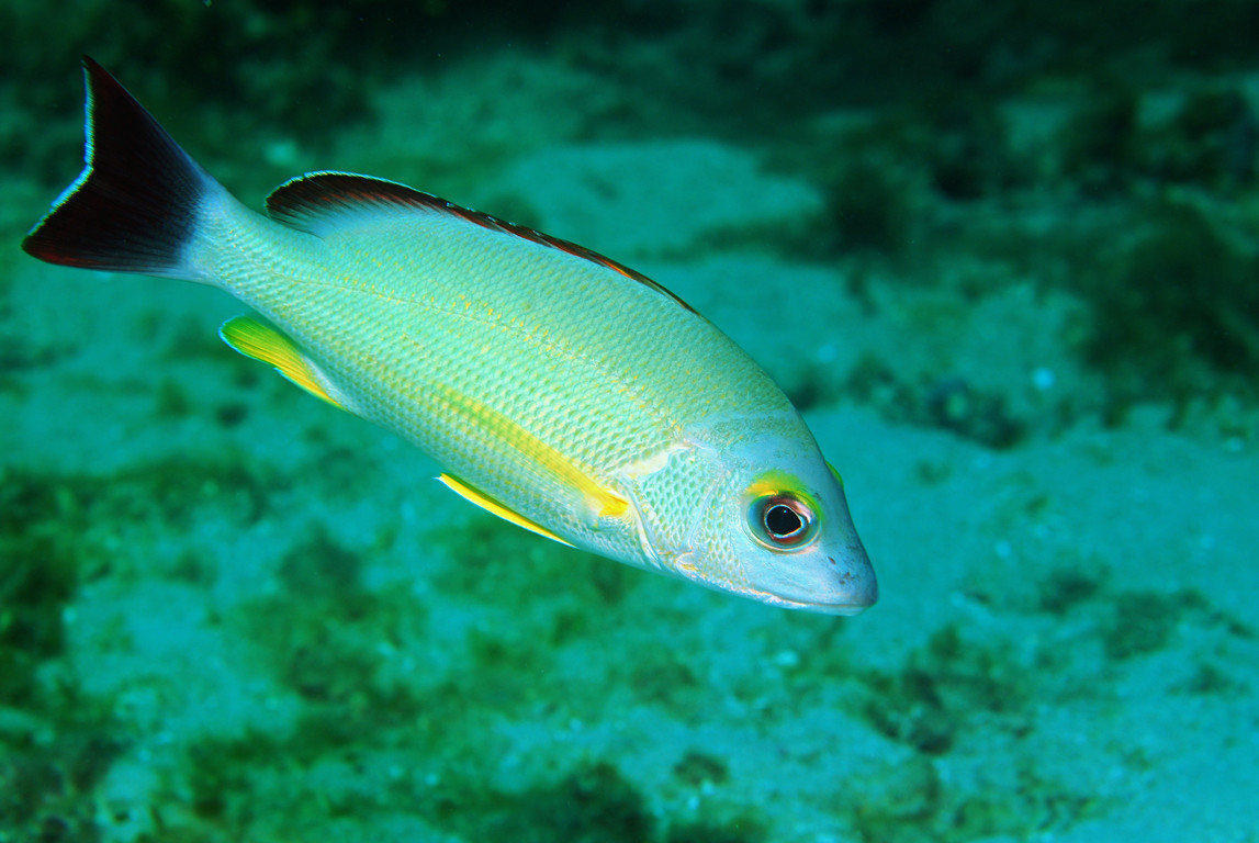 黃足笛鯛