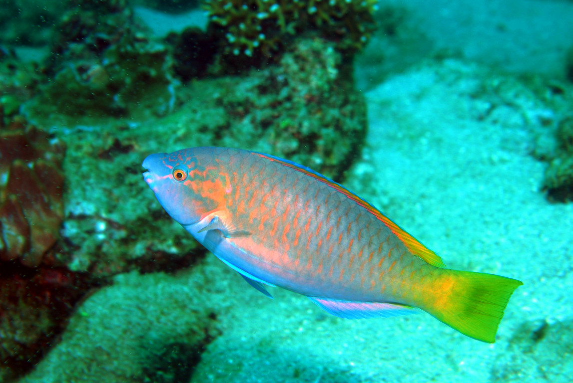 灰尾鸚哥魚