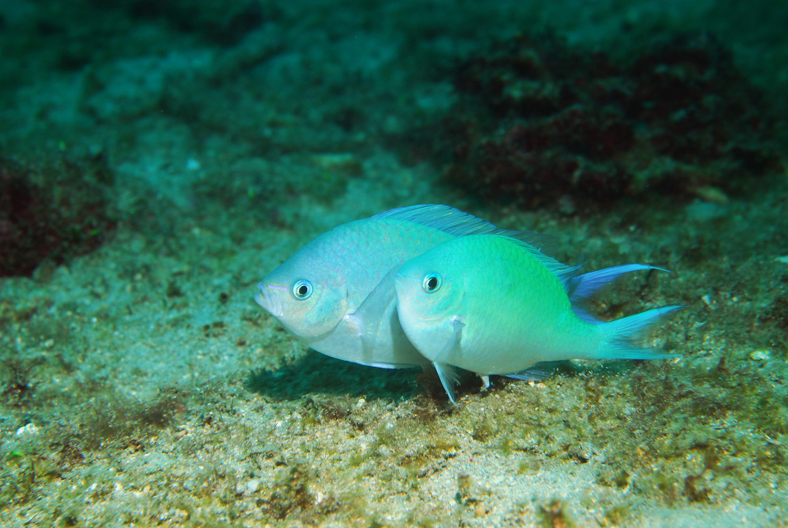 藍綠光鰓雀鯛