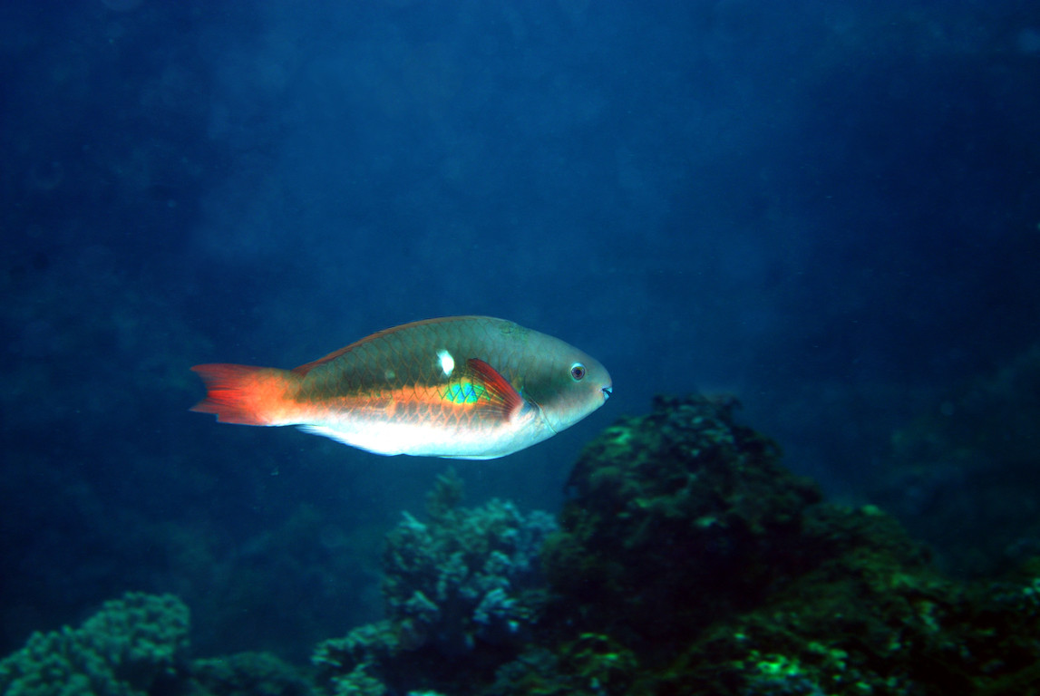 福氏鸚哥魚