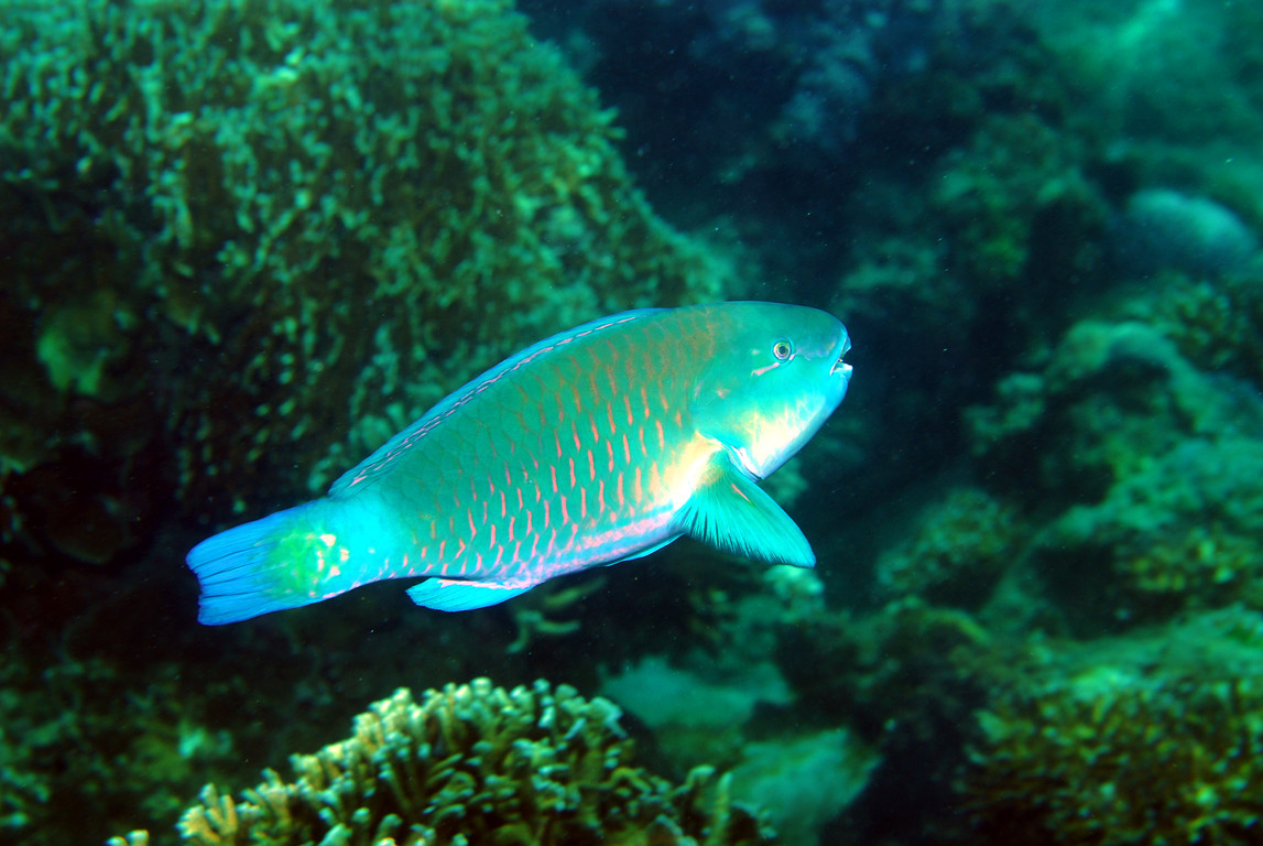 白斑鸚哥魚