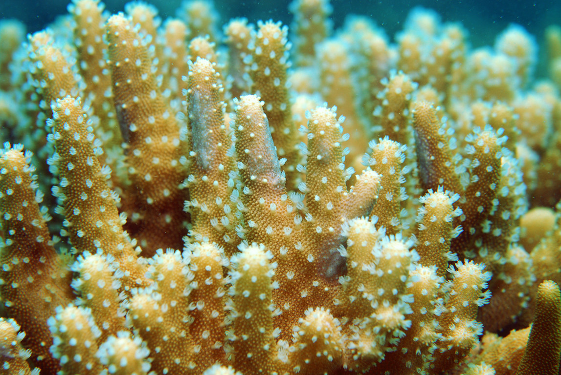 葉形軟珊瑚