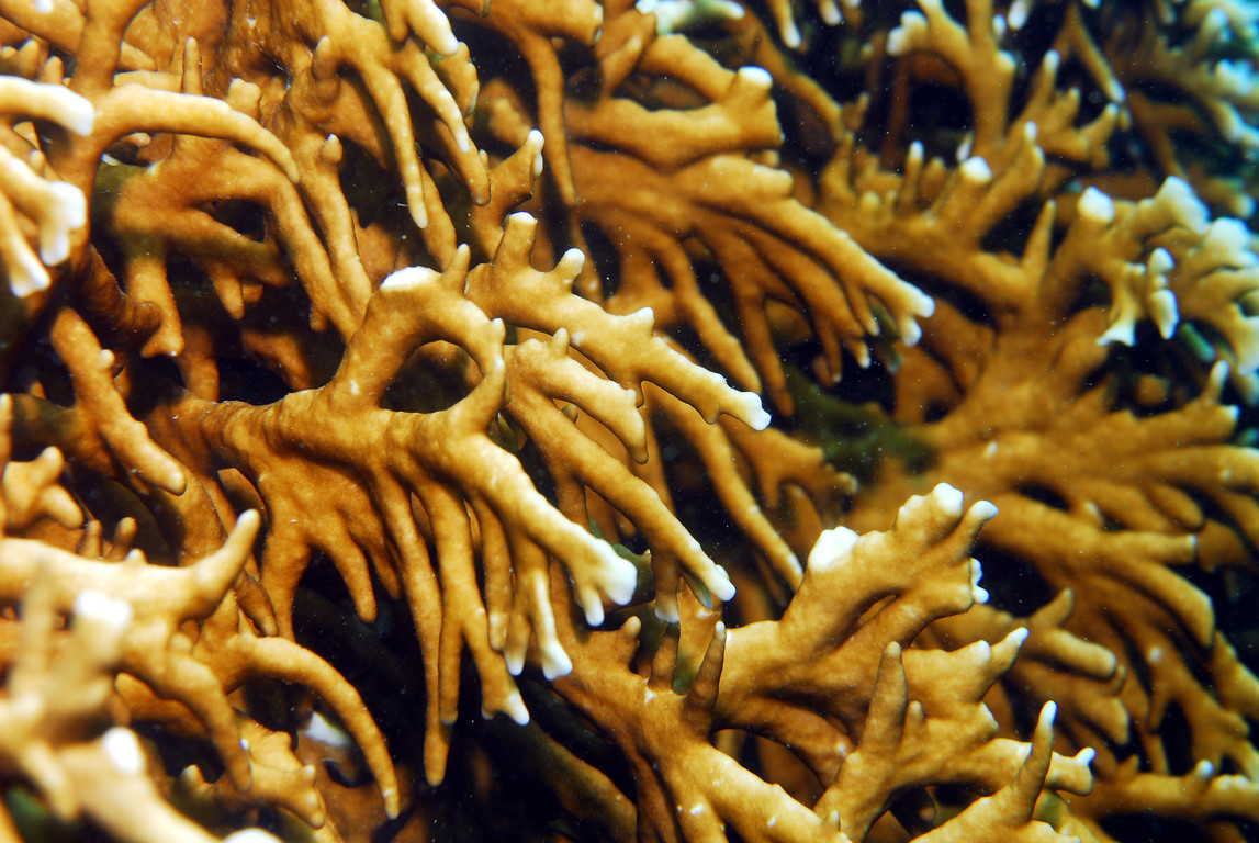 板枝千孔珊瑚
