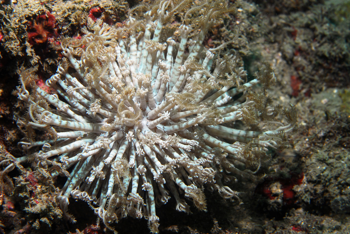 變異軟珊瑚