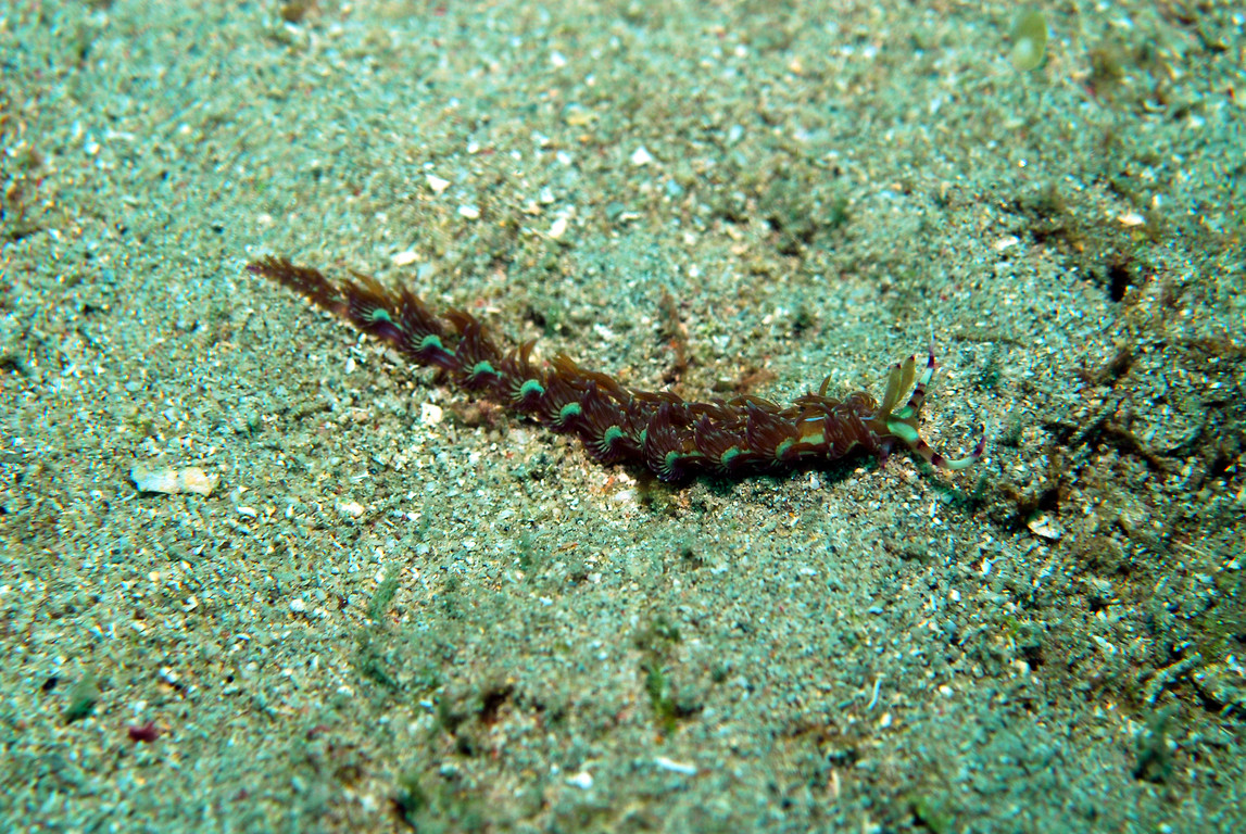 紫灰翼海蛞蝓