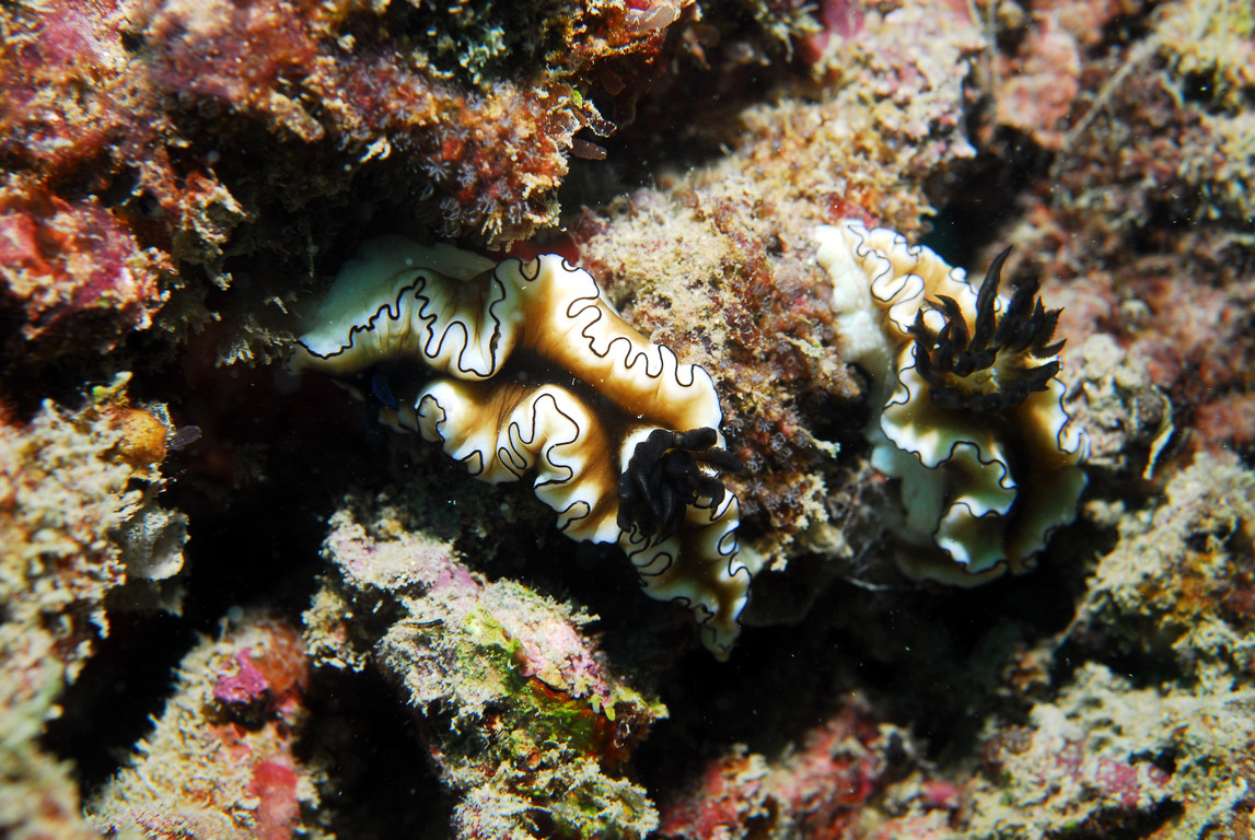 黑邊多彩海蛞蝓