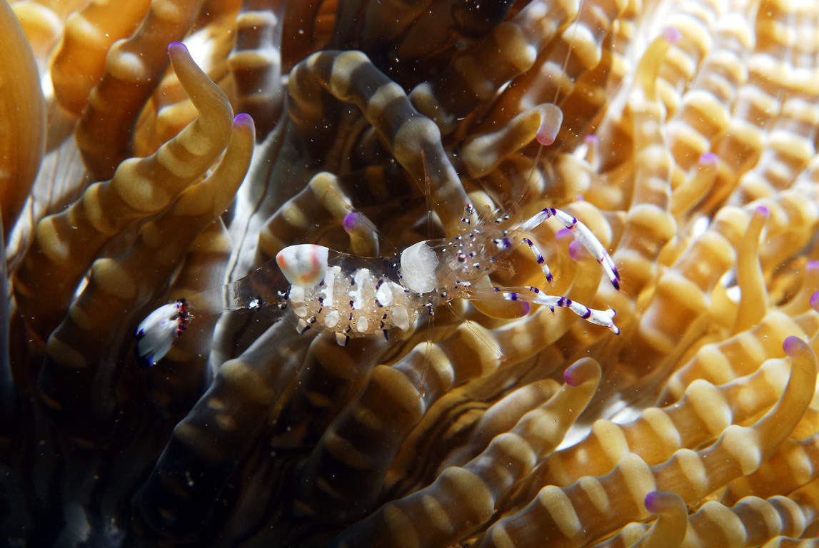 海葵蝦