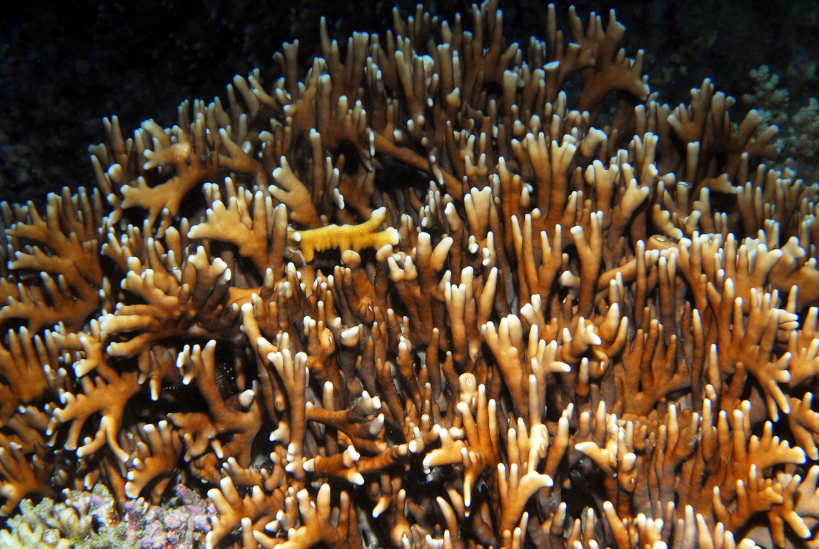 板枝千孔珊瑚