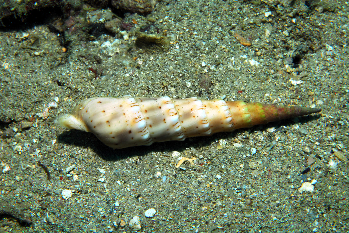 豔麗筍螺