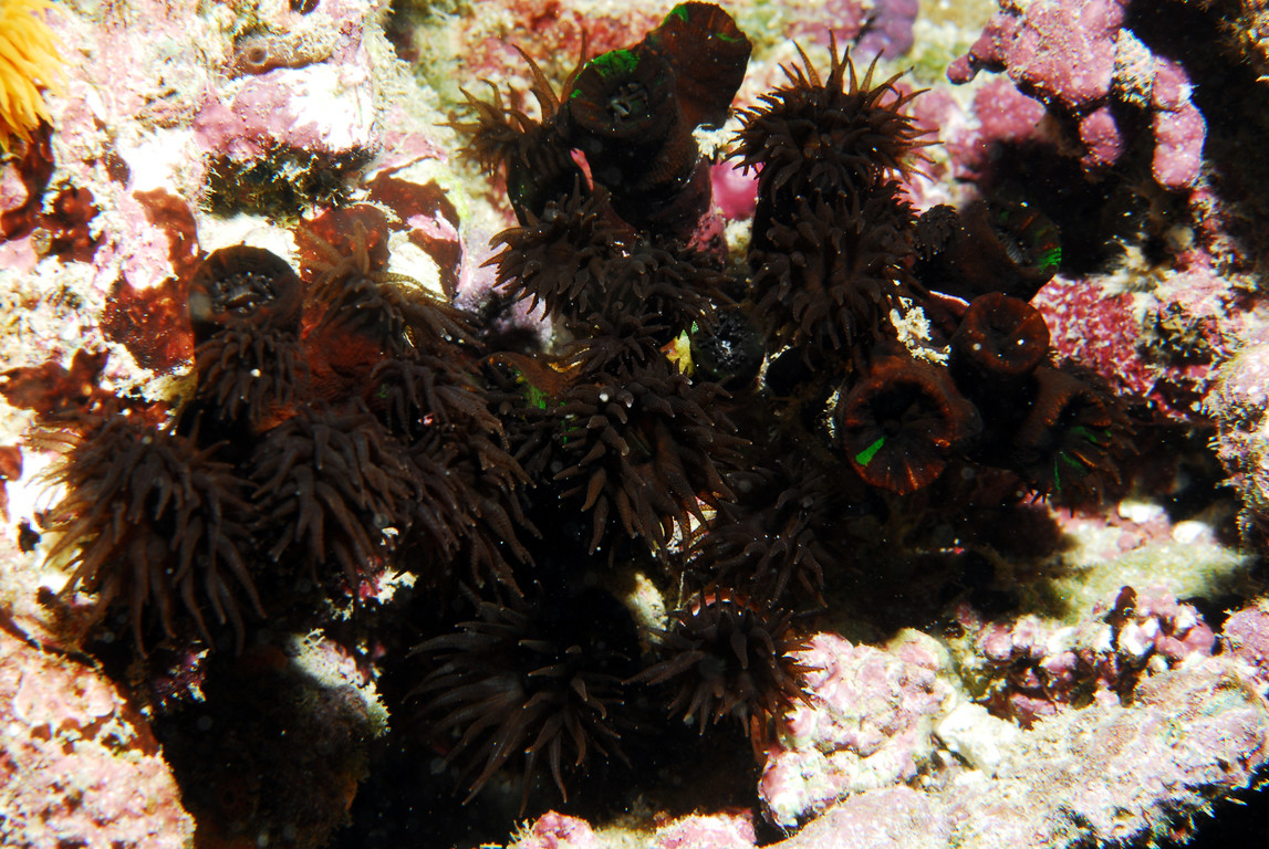 黑管星珊瑚