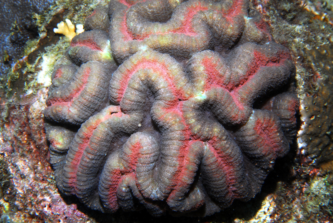 合葉珊瑚