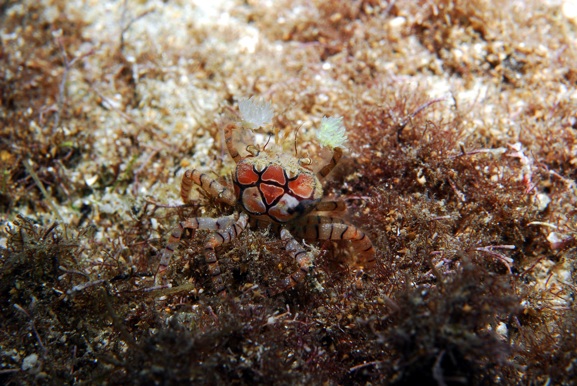 花紋細螯蟹