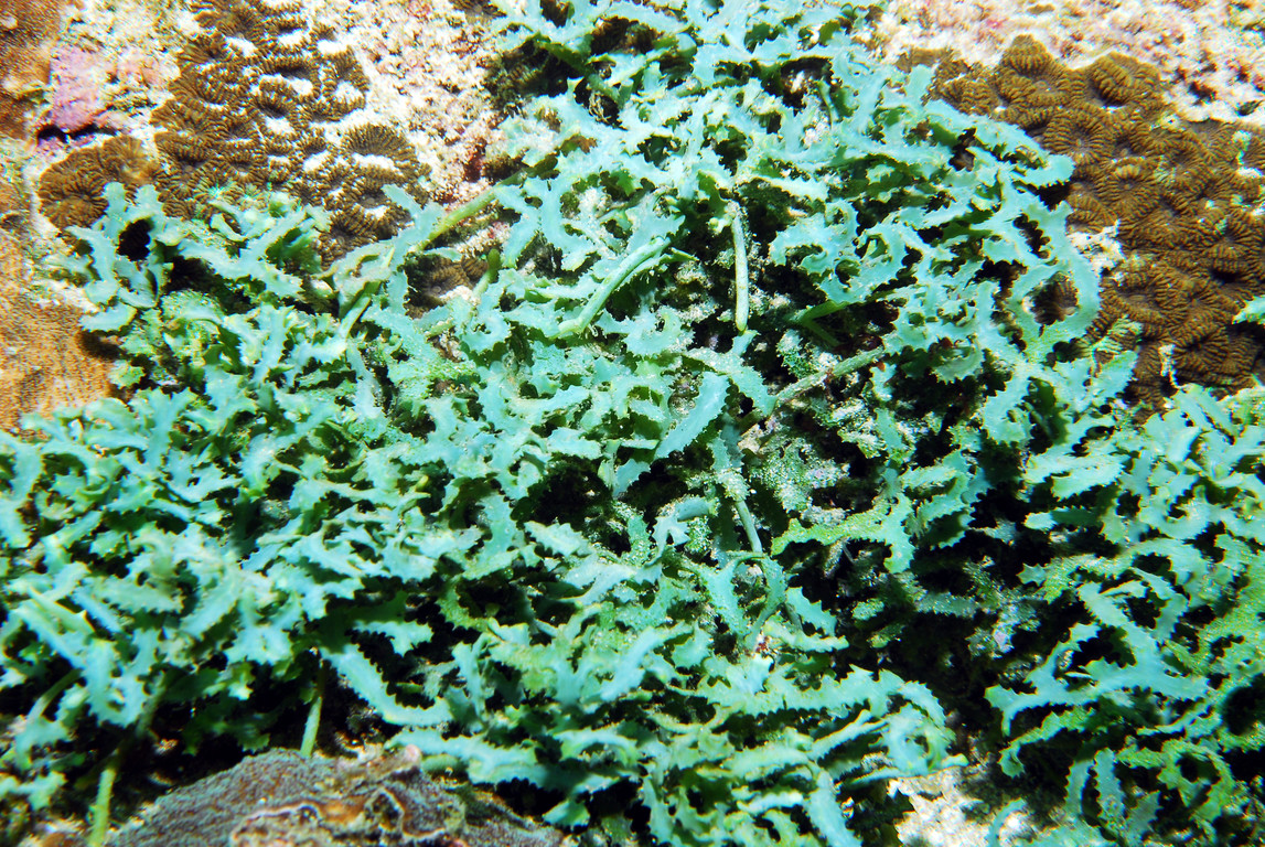 齒形蕨藻