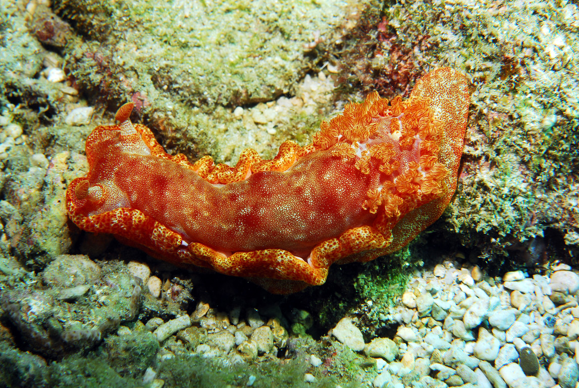 血紅六鰓海蛞蝓