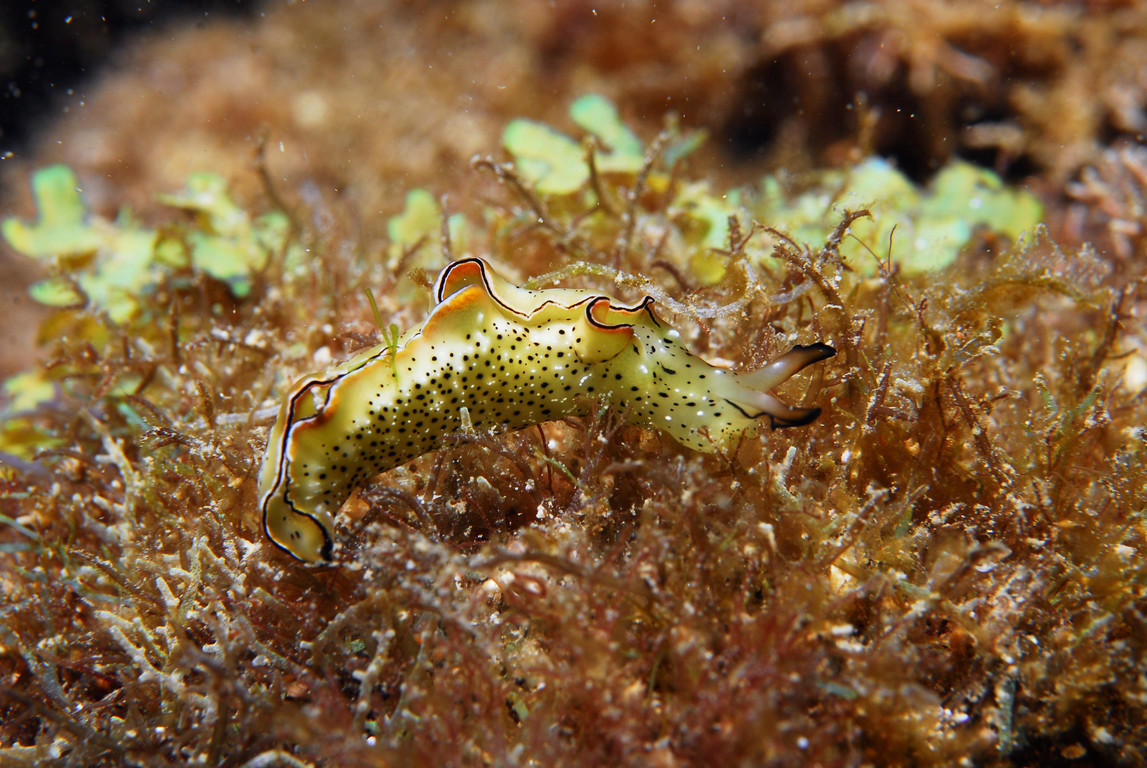 海天牛海蛞蝓