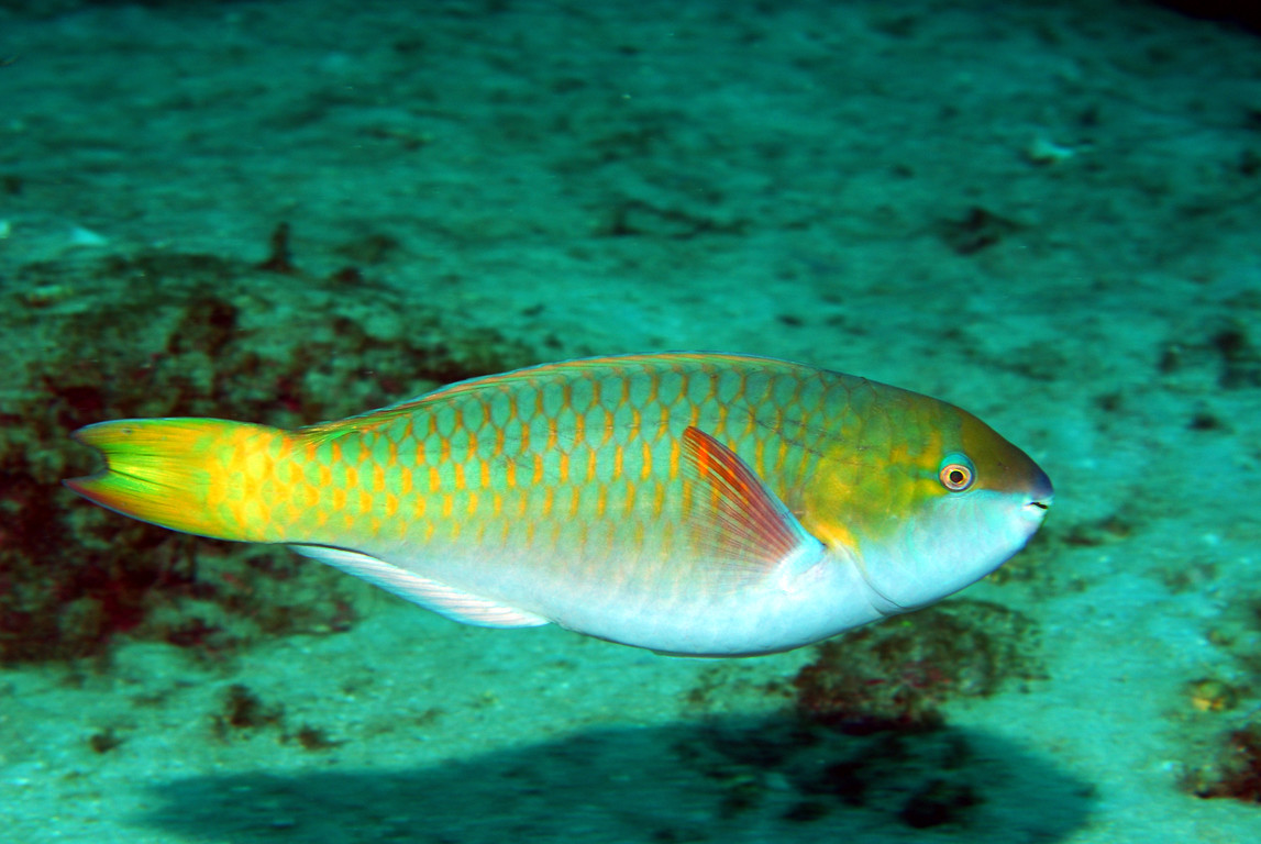 藍臀鸚哥魚(雌)