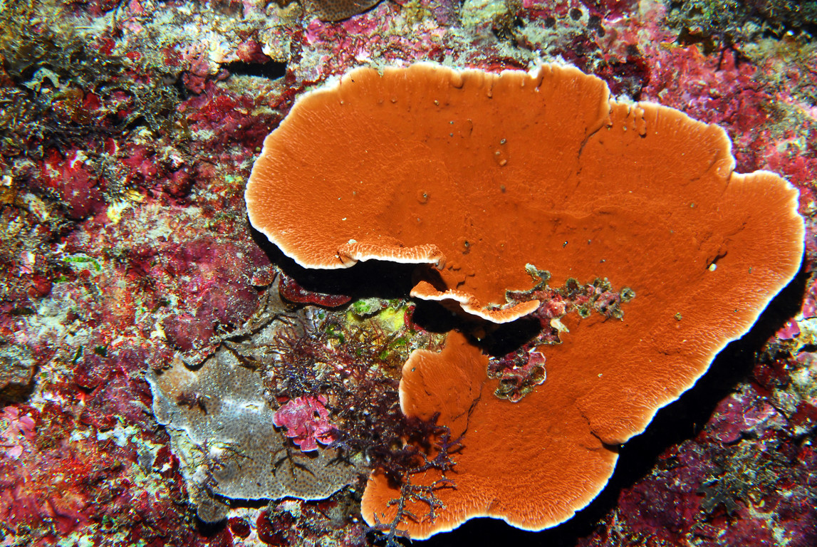 表孔珊瑚