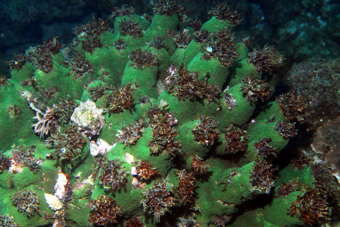 合星珊瑚