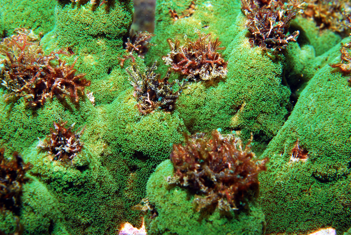 合星珊瑚