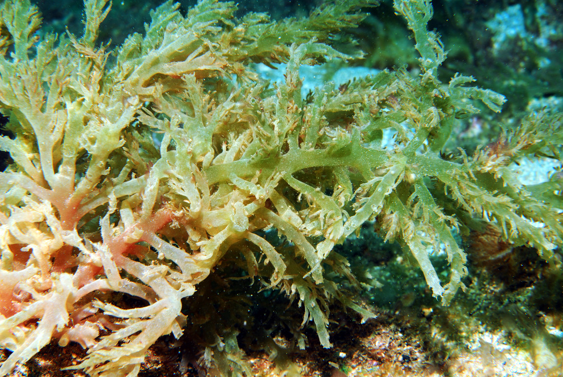 藻類