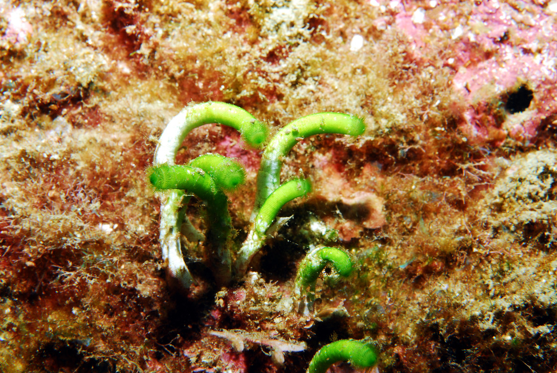 范氏蠕藻