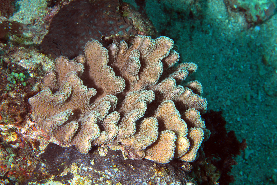 隔板葉形軟珊瑚