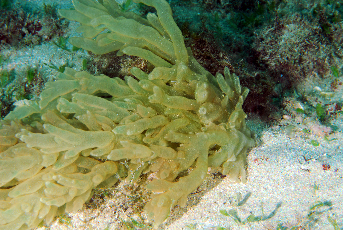 日本杜蠕藻