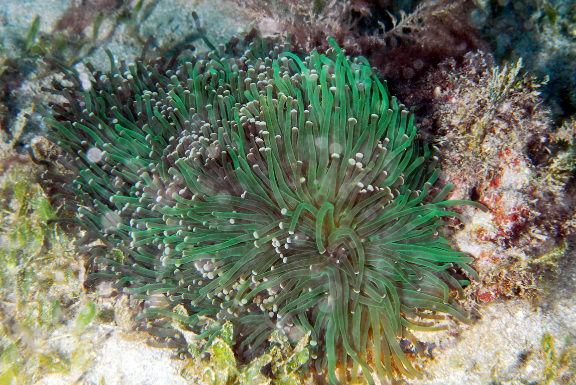 真葉珊瑚