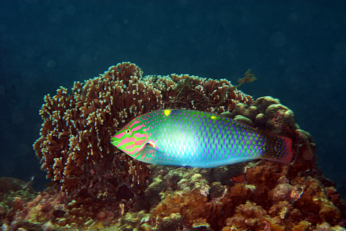 雲斑海豬魚