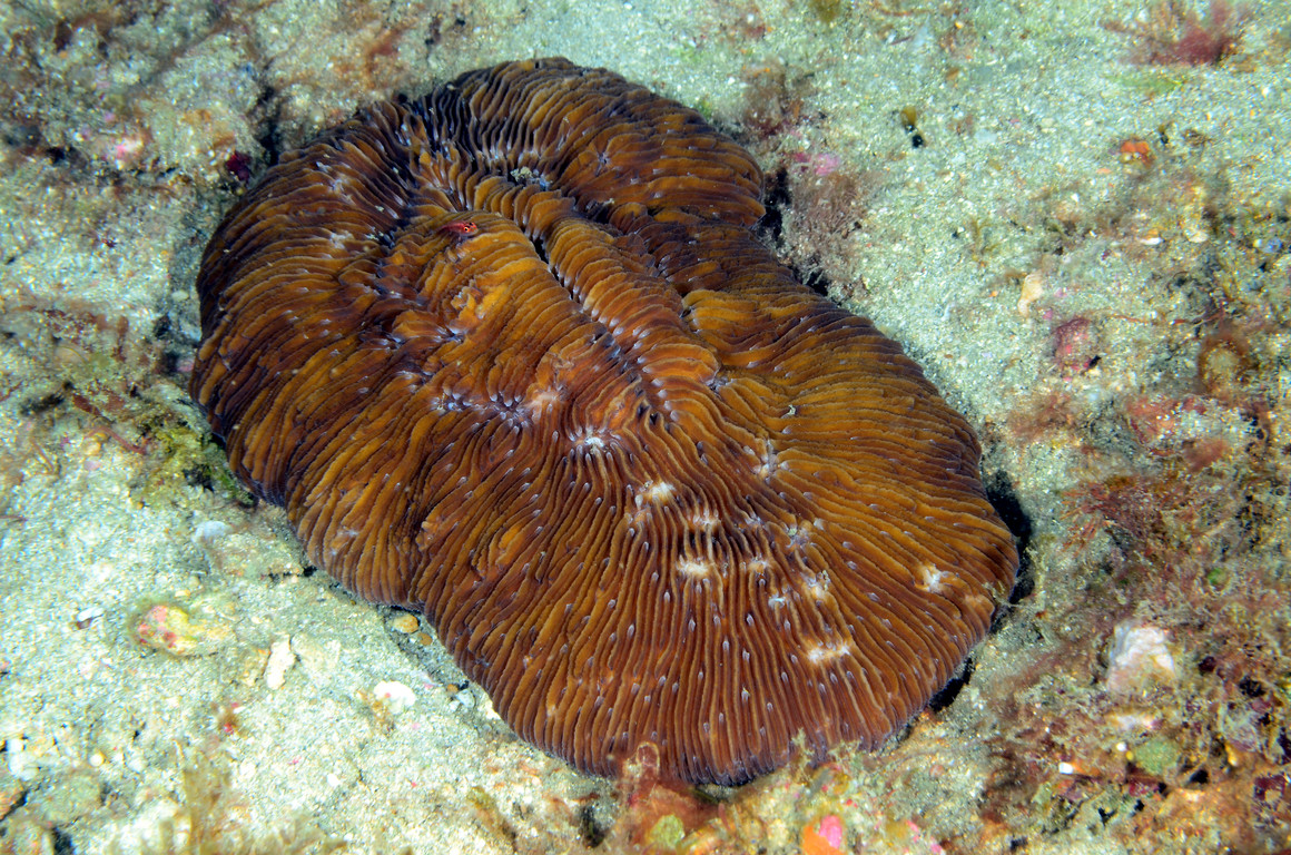 笏形蕈珊瑚