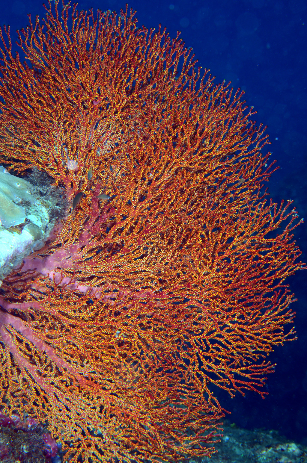 紅扇珊瑚