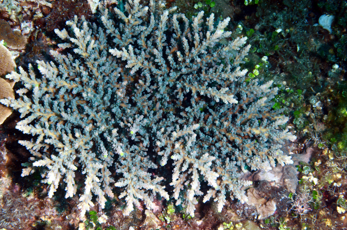 簡單軸孔珊瑚