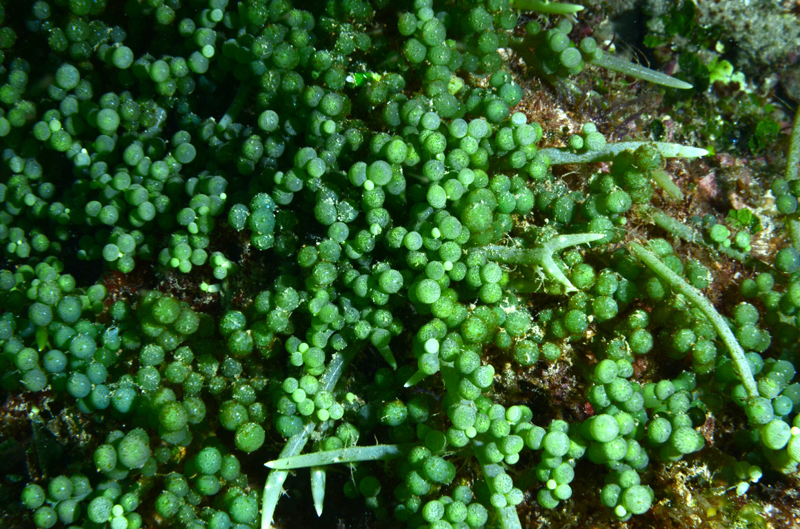 大型總狀蕨藻