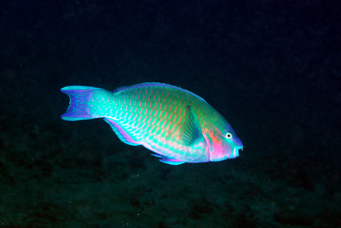 棕吻鸚哥魚
