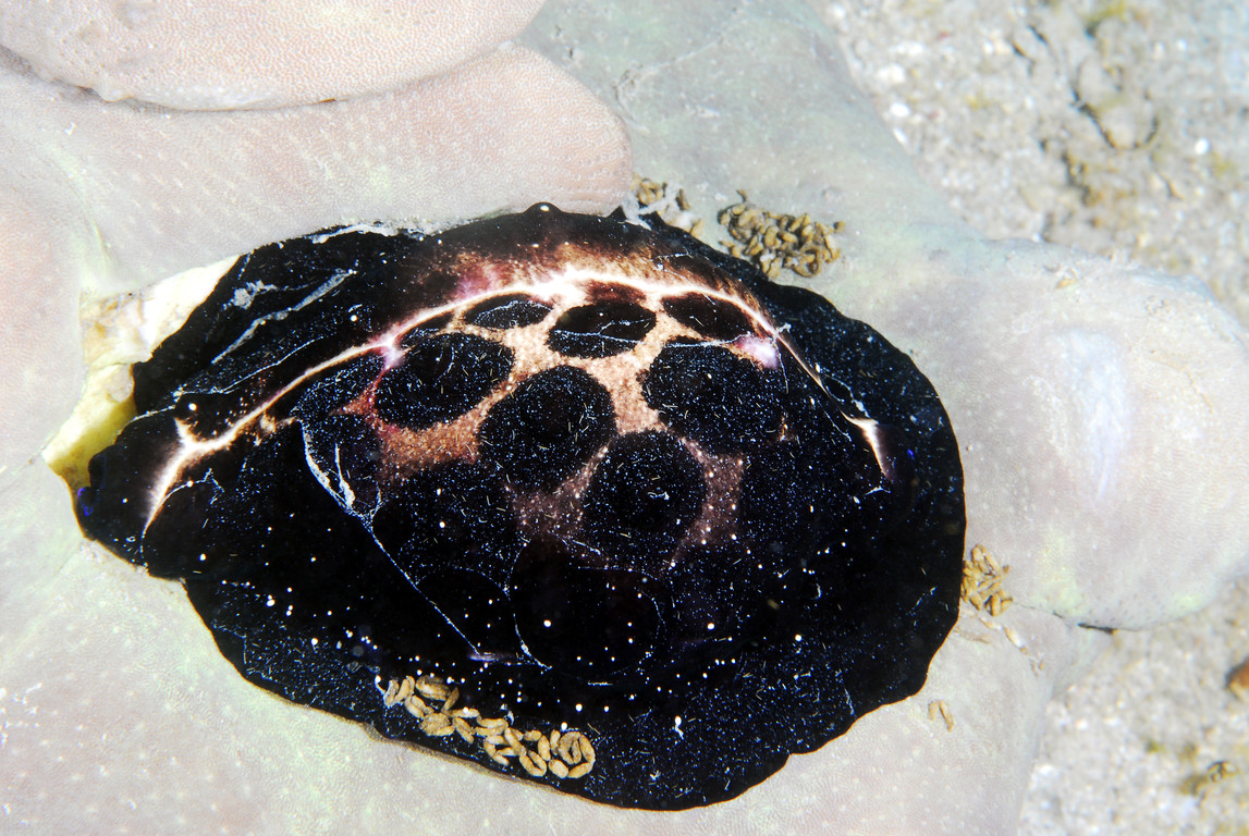 海兔螺