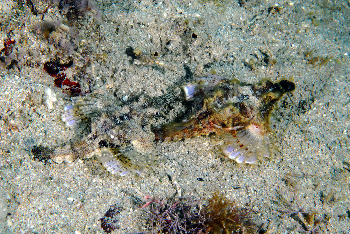 寬海蛾魚