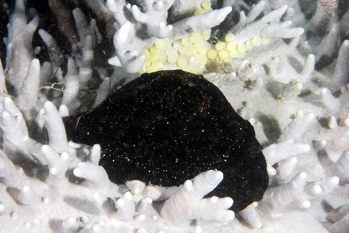 海兔螺產卵
