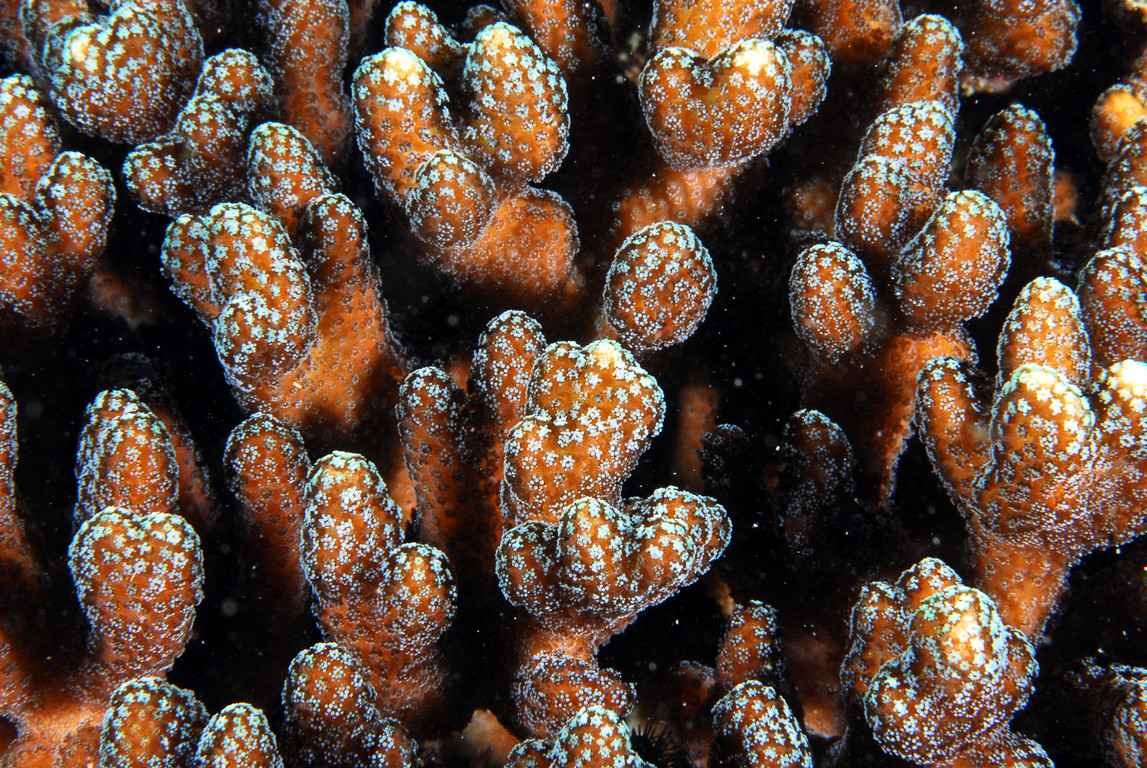 萼形柱珊瑚