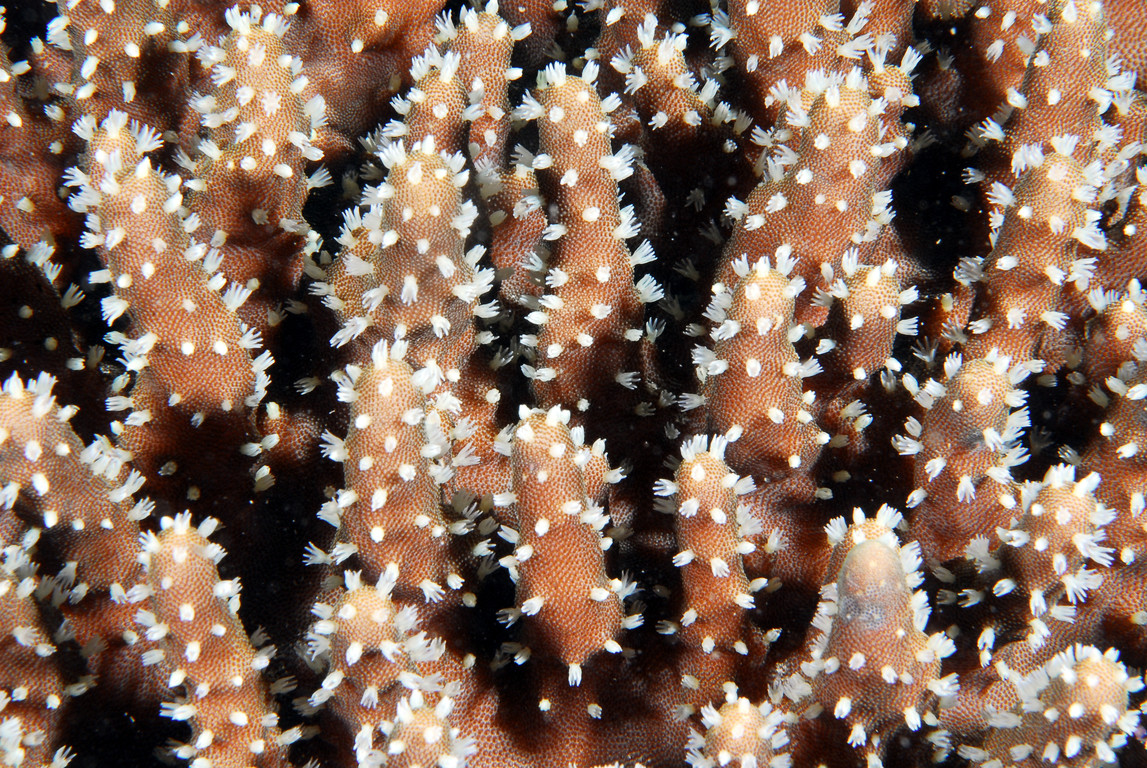 簡單葉形軟珊瑚