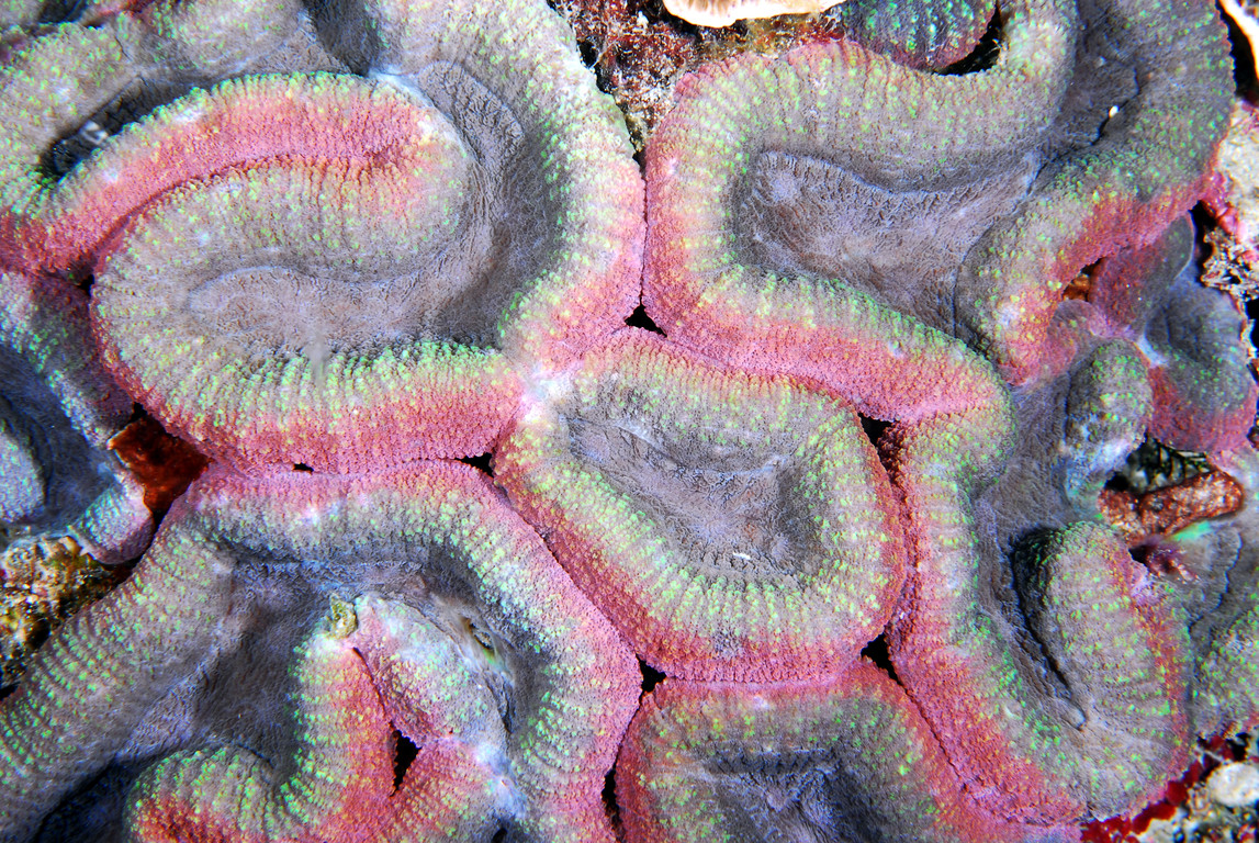 瓣葉珊瑚