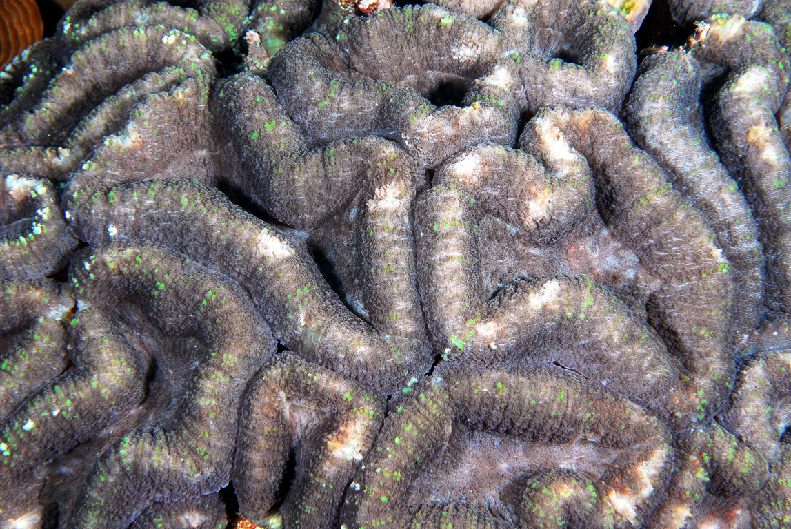 瓣葉珊瑚