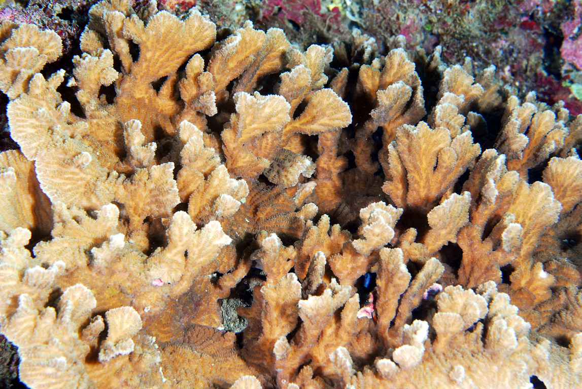 繩紋珊瑚