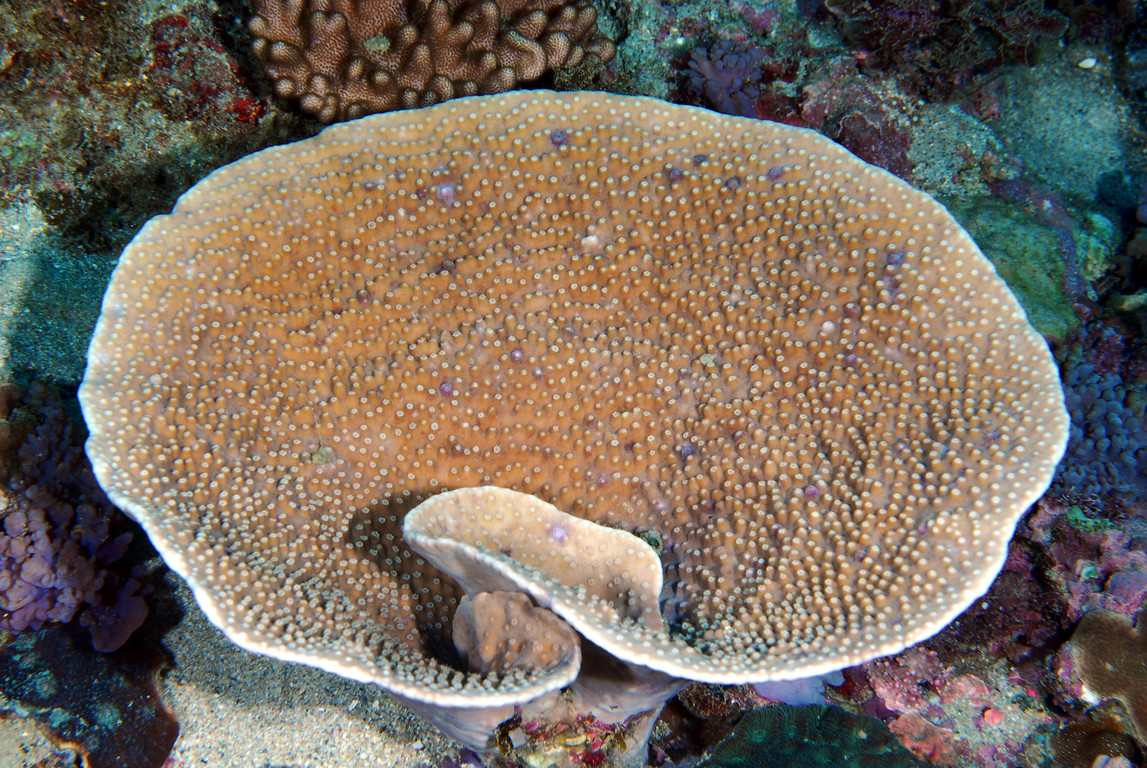 殼形足柄珊瑚