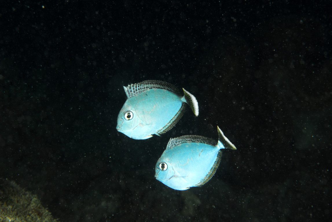 環紋鼻魚