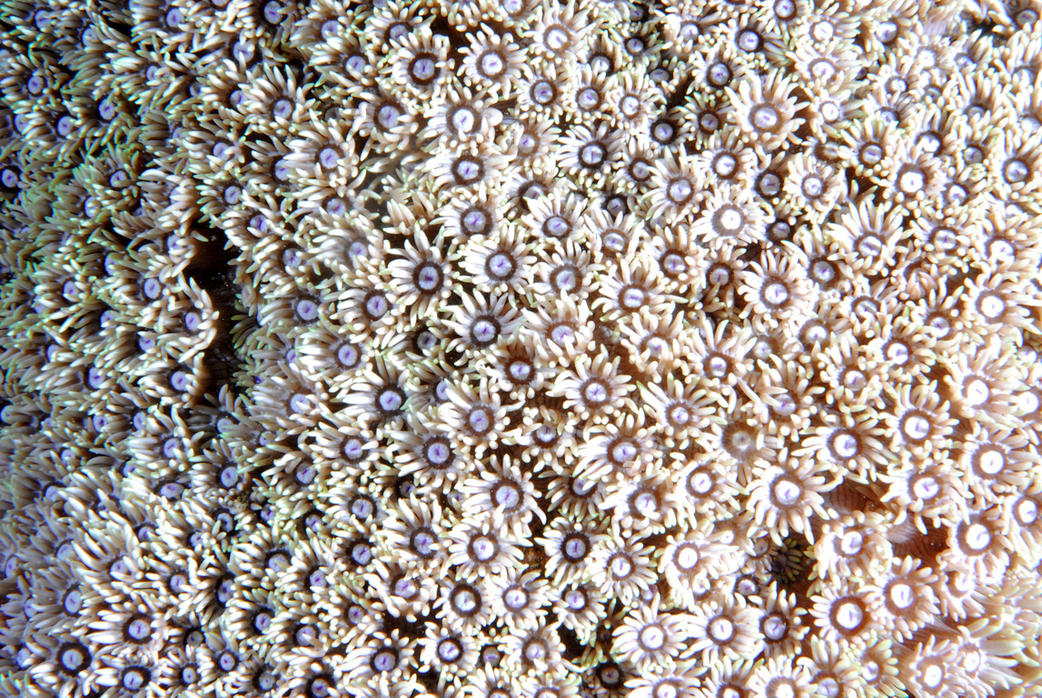 汽孔珊瑚